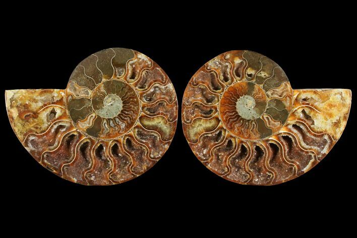 Agatized Ammonite Fossil - Madagascar #111474